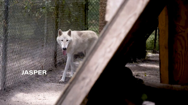 Beast Buddies - S01:E21 - Wolf Dog Yuki 