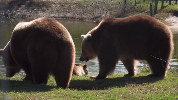 Beast Buddies - S01:E05 - Bear Family 