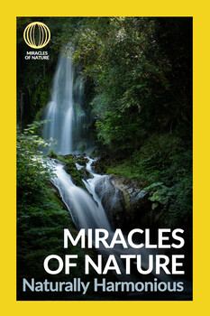 Miracles of Nature - S02:E08 - Naturally Harmonious 