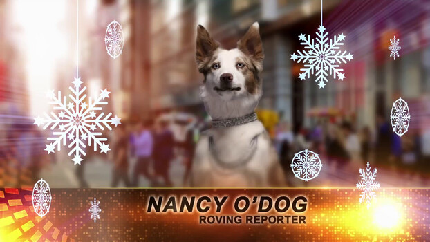 Dogs! This Christmas! 