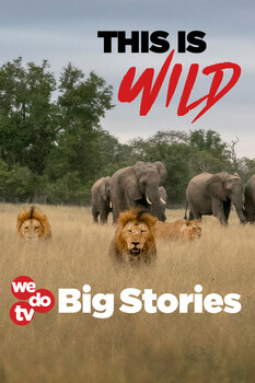 Best of BIG STORIES 