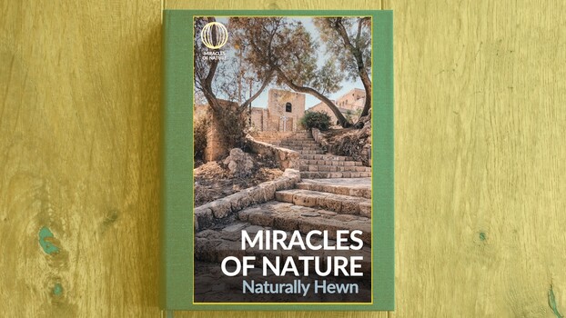 Miracles of Nature - S01:E13 - Naturally Hewn 