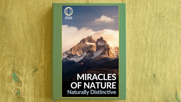  Miracles of Nature - S02:E11 - Naturally Distinctive 