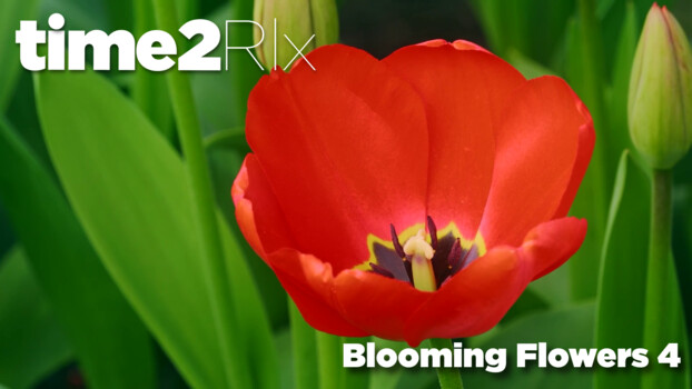 time2Rlx Flowers - S01:E05 - Blooming Flowers 4 