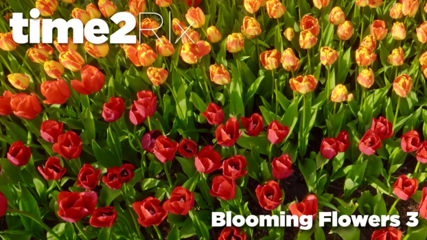 time2Rlx Flowers - S01:E04 - பூப்பந்துகள் உருப்பெறும் இயற்கை 